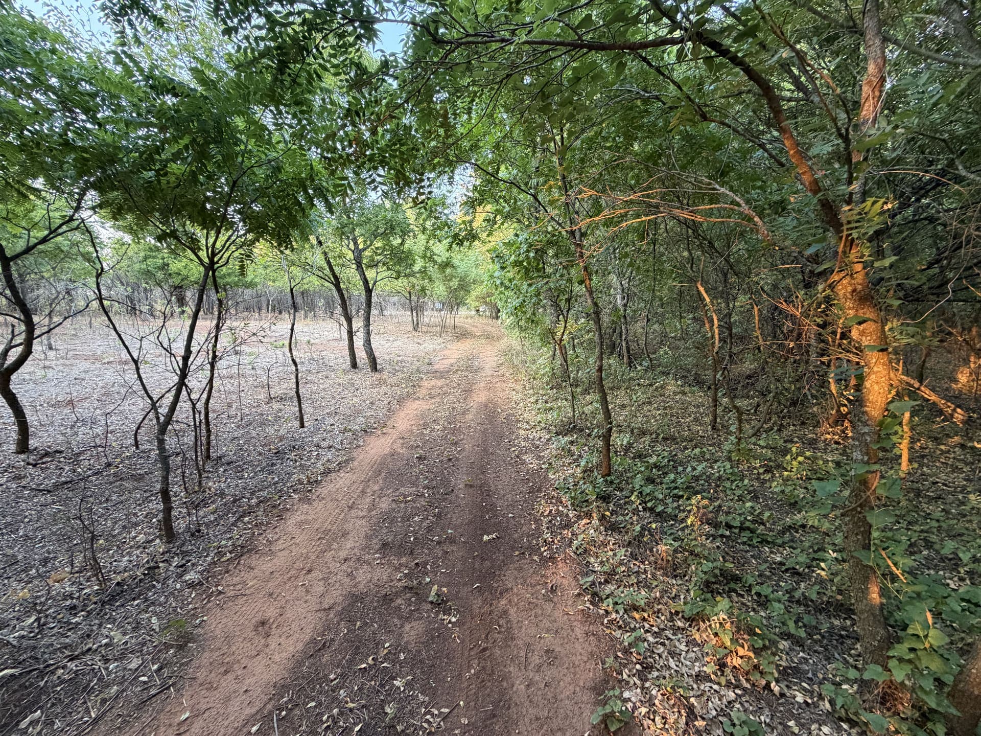 Long view down a trail showing cleared understory beside untouched brush line